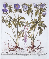 Variations de géranium, de Hortus Eystettensis, par Basil Besler, pub. 1613